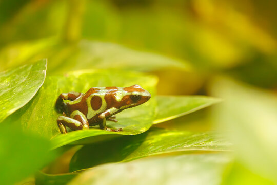 Central American poison dart frog in a reptile exhibit at a zoo in Tennessee. Tiny frog with distinctive coloration to ward off predators. Its toxins are used in the tips of poison arrows by hunters.