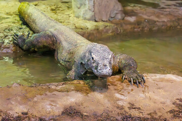 Komodo Dragon native to Komodo Island in Indonesia at a zoo in Tennessee. They kill large mammals like baffalo by biting them and then stocking them until they die from their toxic saliva.