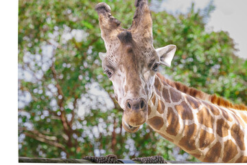A male reticulated giraffe native to the Horn of Africa at a zoo in Tennessee. The giraffe is a...