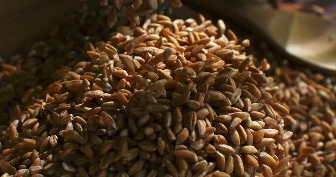 Slow Motion Macro of Organic spelt grains falling into wooden bowl in warm light, hands touching ancient cereal, symbol of earth, harvest and simple nourishment at 1000 fps