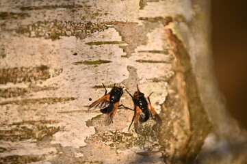 two fly on the three trunk