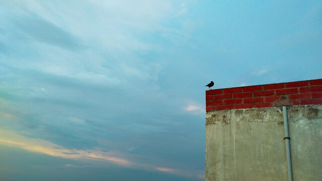 A lone bird perched on a brick wall against a vast cloudy sky with hints of sunset colors