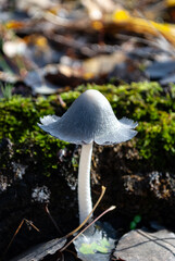 an inedible dung mushroom in an autumn forest
