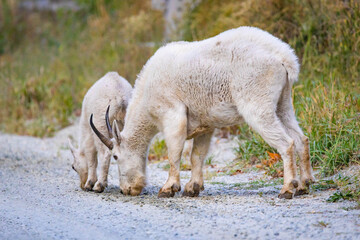 Mountains goats family licking salt and minerals in North cascades national park