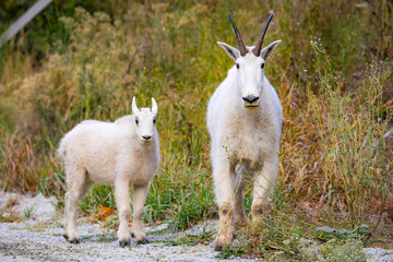 Fototapeta premium Close up portrait of mom and baby goat in North Cascades National Park