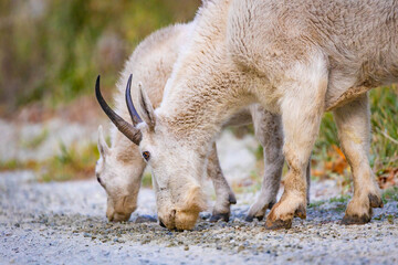 Mountains goats family licking salt and minerals in North cascades national park