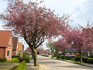 Eine Allee aus bunt blühenden Kirschbäumen	