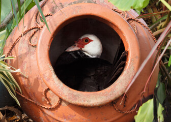Muscovy duck female with black and white feathers and red eye patch is nesting inside a light orange colored clay pot.