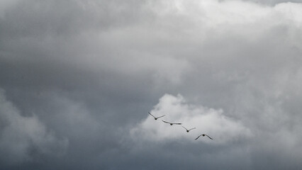 clouds in the sky and flying ducks