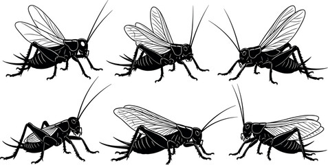Set of Six Detailed Cricket Insect Silhouettes in Various Poses for Entomology, Nature Study, Biology, and Vector Illustration Use