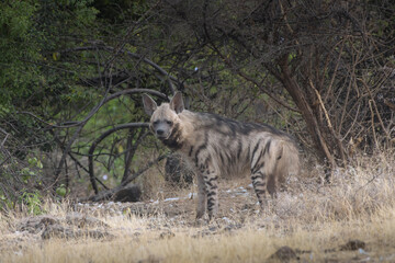Striped Hyena walking through dry grasslands of Bhigwan, Maharashtra, India