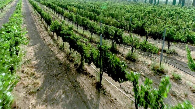 Aerial Drone Flight View Over Lush Grape Vineyard Countryside of Temecula, California.