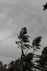 Wild flowers swaying in the wind on an overcast day.