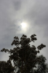 Wild flowers growing under the hazy skies.