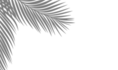 Fototapeta na wymiar Vector shadow of coconut palm leaves on transparent background. Perfect for mockup illustration overlay, tropical design, and nature-inspired creative stock compositions.