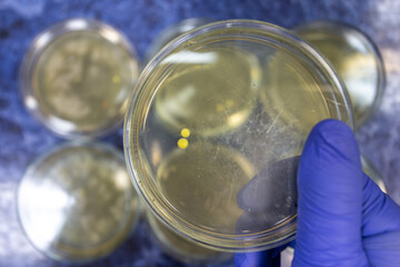 Two small yellow colonies of bacteria on a petri dish, only two colonies appeared.