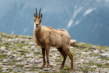 The Goats of Mt. Stefani, Mt. Olympus