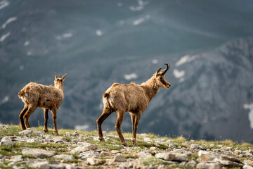 The Goats of Mt. Stefani, Mt. Olympus