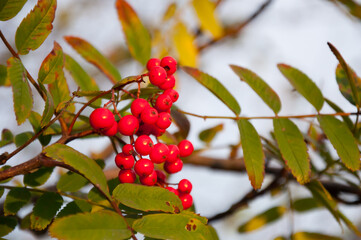 Rowan (sorbus aucuparia) in the forests of Finland