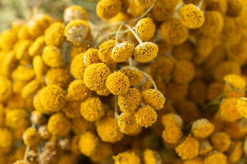 Dried tansy flowers macro close-up in natural light
