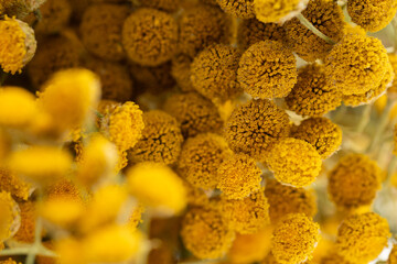 Dried tansy flowers macro close-up in natural light