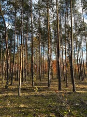 Obraz premium piękny widok na jesienny las z wysokimi świerkami