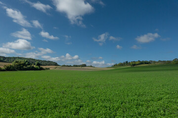 Field of alfalfa in a hilly landscape on a sunny day