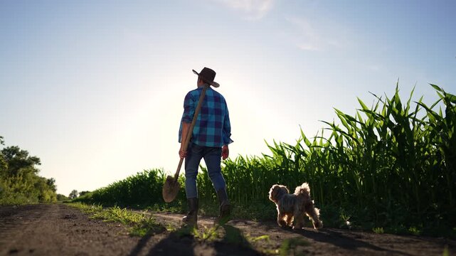 Farmer walking with shovel and dog along corn field with sun rising on sunlit farm lane showing rural work and harvest ready walking past tall stalk and shadow on dirt path with pet and steady stride