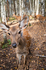 A close-up of a sika deer grazing in a forest in autumn among fallen leaves and soft sunlight.