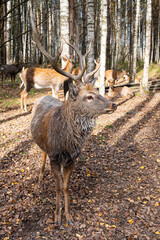 Close-up view of a dappled deer with antlers in a wooded area during autumn sunlight