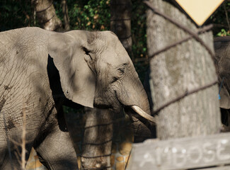 African Elephant Profile Behind Wire Fence