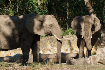 Two African Elephants in Enclosure