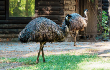 Two Emus in Front of Wooden Structure