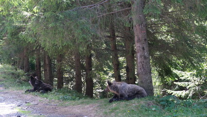 Fototapety na wymiar - Fototapeta24.pl