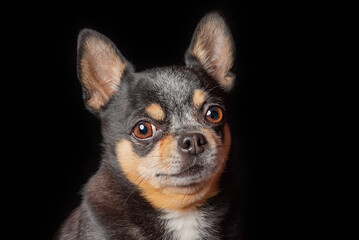 Chihuahua dog breed tricolor black, brown and white. Pet, dog on a black background.