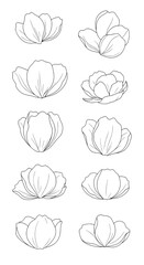 Collection of outlined flower petals in different arrangements and stages