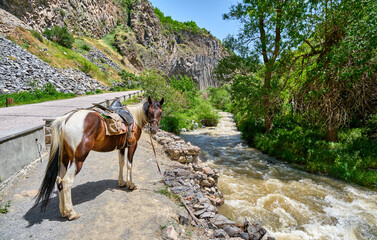 horse in the garni gorge, armenia