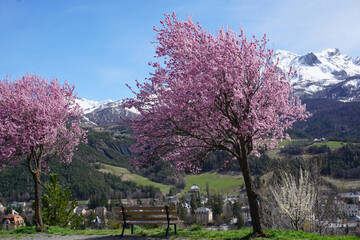 pink blooming trees with panoramic view of Barcelonnette in the southern Alps, France