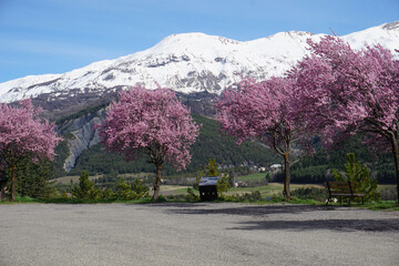 pink blooming trees with panoramic view of Barcelonnette in the southern Alps, France