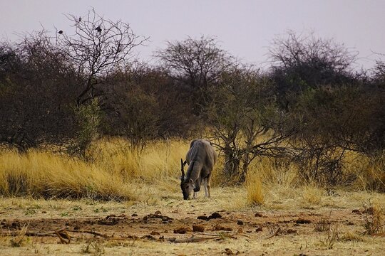 Large common eland antelope grazing in the morning during the dry season in Etosha National Park in Namibia. Taurotragus oryx. 