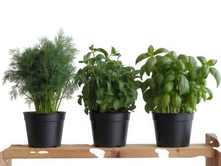 Obraz premium Three potted herbs including basil and dill sit on a wooden shelf with a