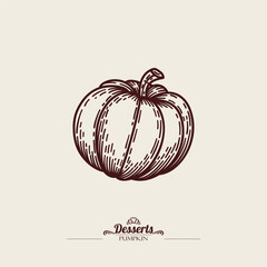 Illustration of a round pumpkin. Vintage line drawing. Vector line art