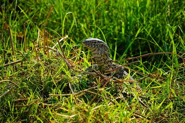 Portrait of a young Nile monitor basking in the dense green grass. Varanus niloticus