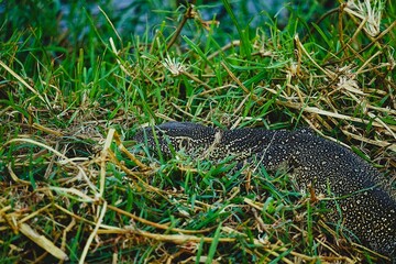 Obraz premium Large adult Nile monitor lizard lying in thick green grass. Varanus niloticus