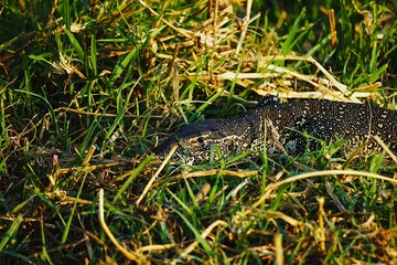 Fototapeta premium Large adult Nile monitor lizard lying in thick green grass. Varanus niloticus