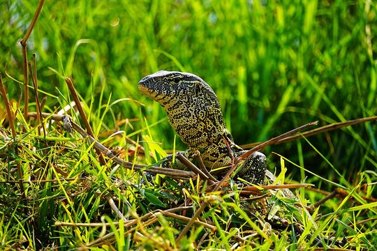 Portrait of a young Nile monitor basking in the dense green grass. Varanus niloticus