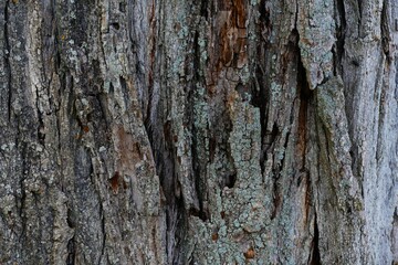 Fototapeta premium Tree bark texture in the forest close macro detail, nature, pattern, texture , abstract