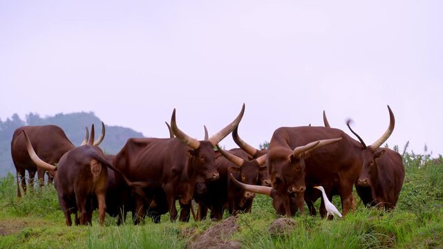 Majestic Ankole Watusi cattle with enormous horns standing together while grazing in a lush green meadow, accompanied by a small white great egret searching for food among them
