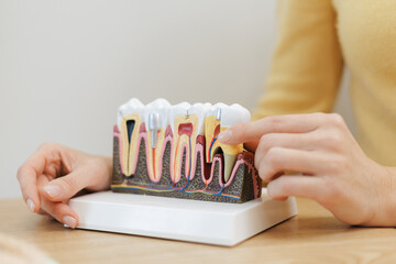 Female hands illustrating tooth anatomy with detailed dental model