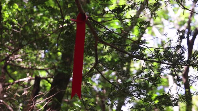 Hallasan National Park, Jeju island, South Korea, vibrant view of trail with a wooden ladder path stairs, trekking and climbing, stairway to Halla mountain summit, hiking in Korea, Jeju-do, sunny day